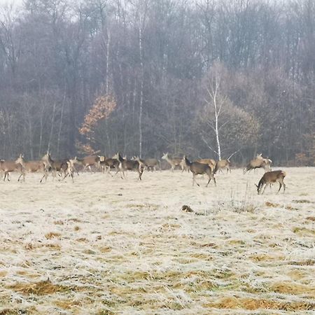 Vila Domek Na Kamiencu Wilkowice Exteriér fotografie