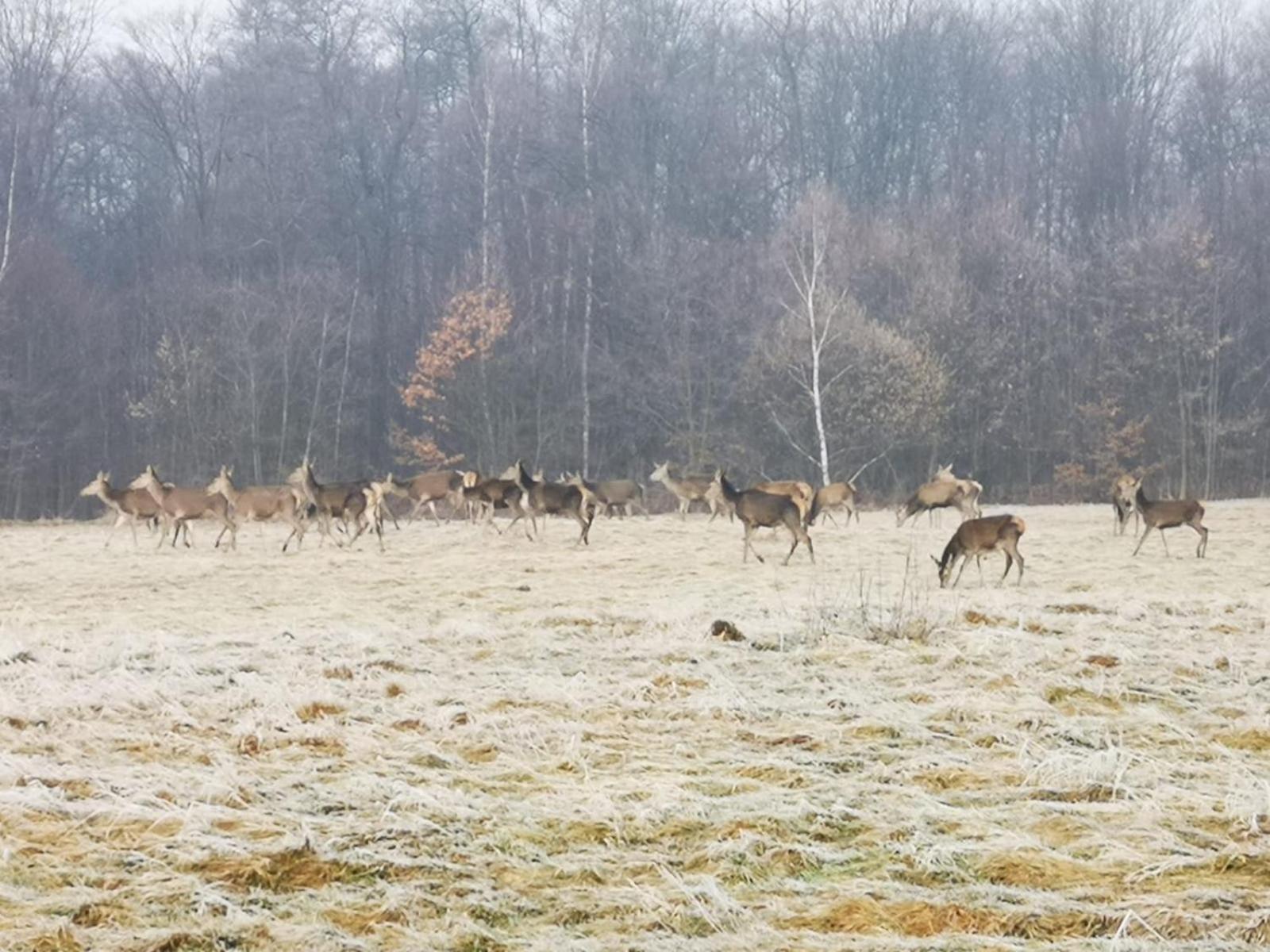 Vila Domek Na Kamiencu Wilkowice Exteriér fotografie